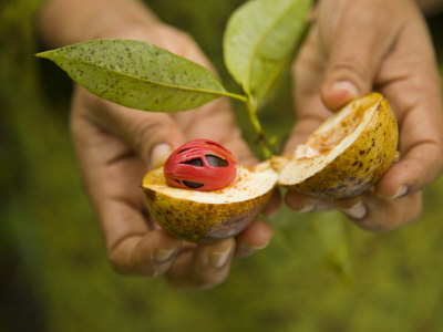 Nutmeg Essential Oil